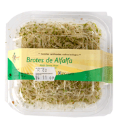 brotes-alfalfa